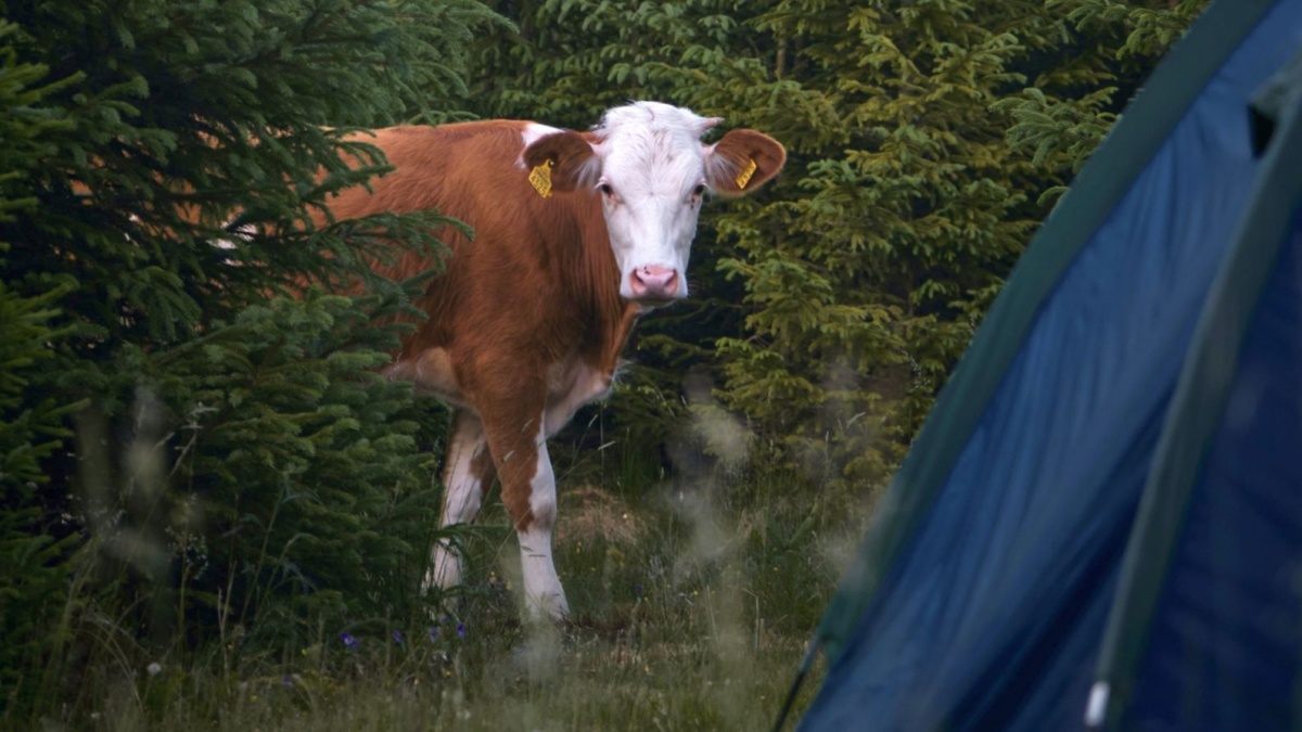 Dormit la cort și muls vaca. Asta vor britanicii în România