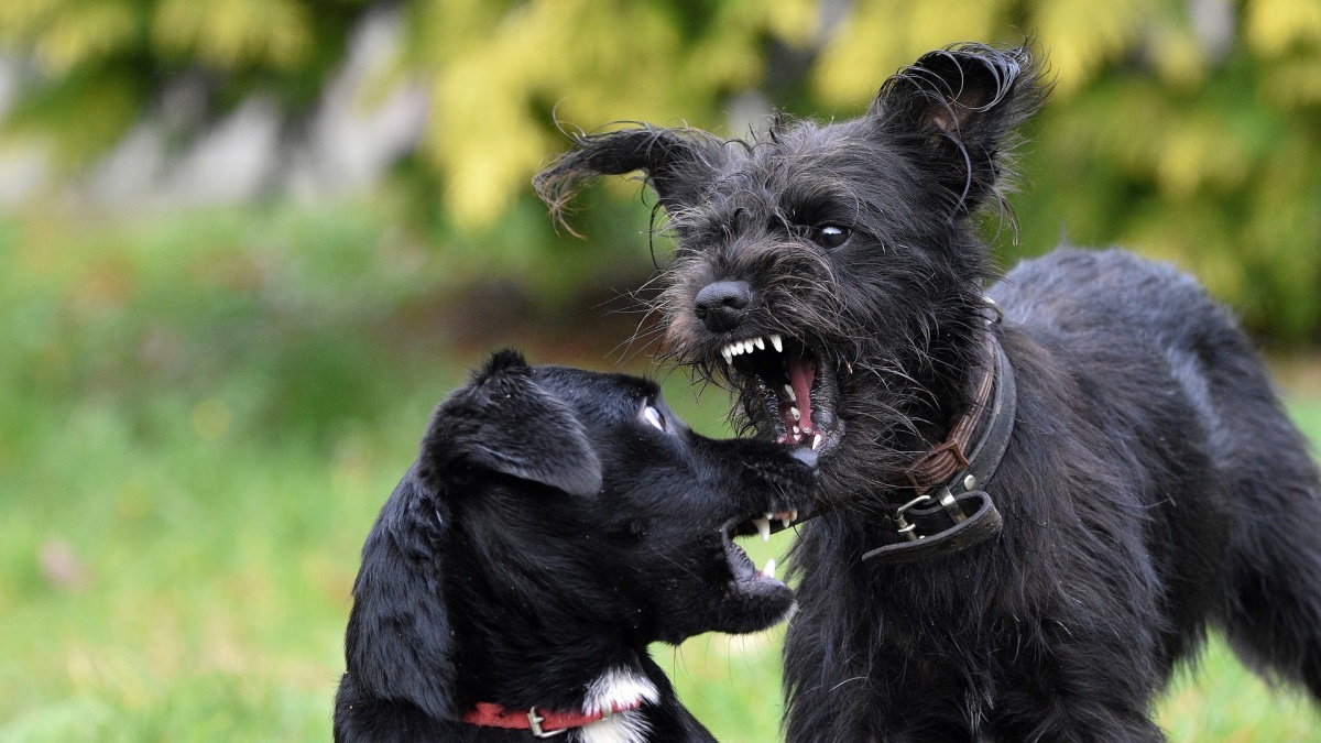 Cățeluși salvați dintr-o „luptă cu câini” în nord-estul Londrei
