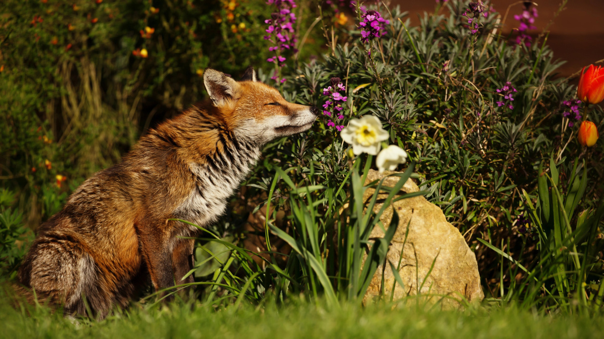 Londra va fi mai caldă decât Malaga, cu temperaturi de până la 18°C