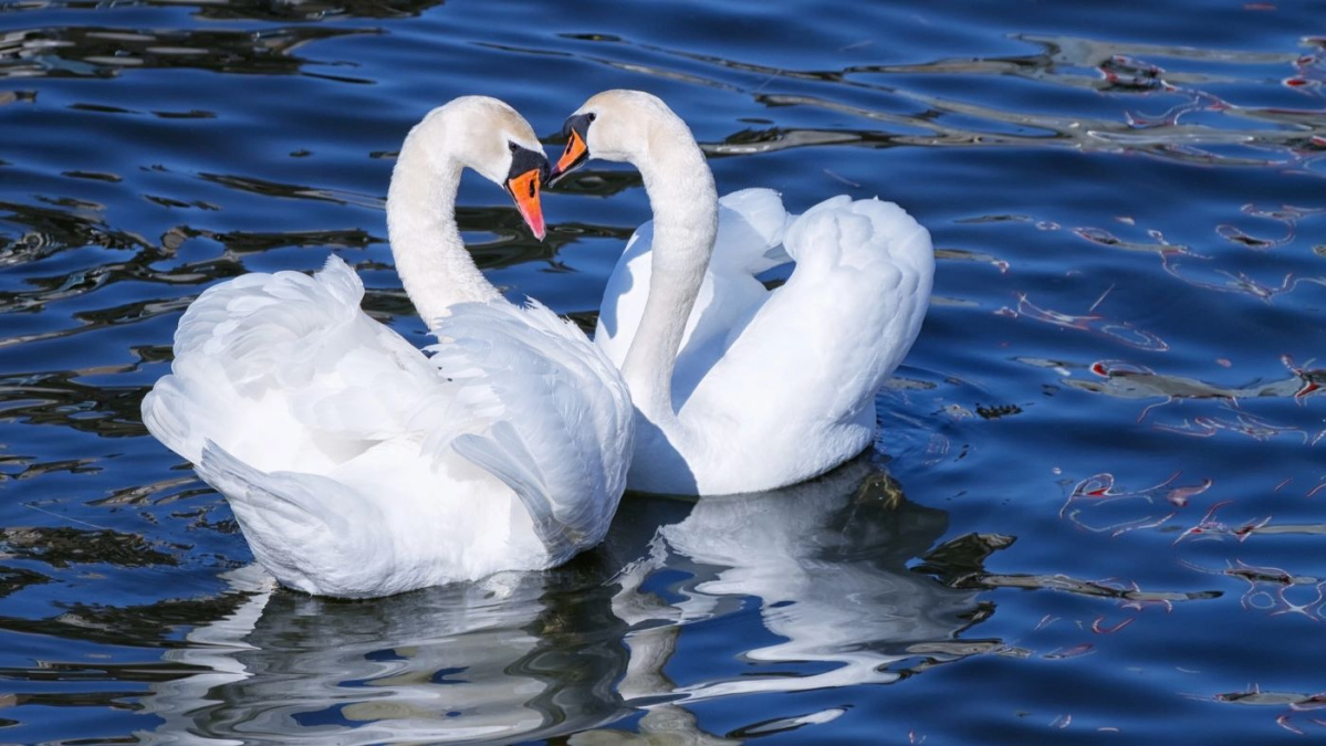 Posibil focar de gripă aviară în Londra!
