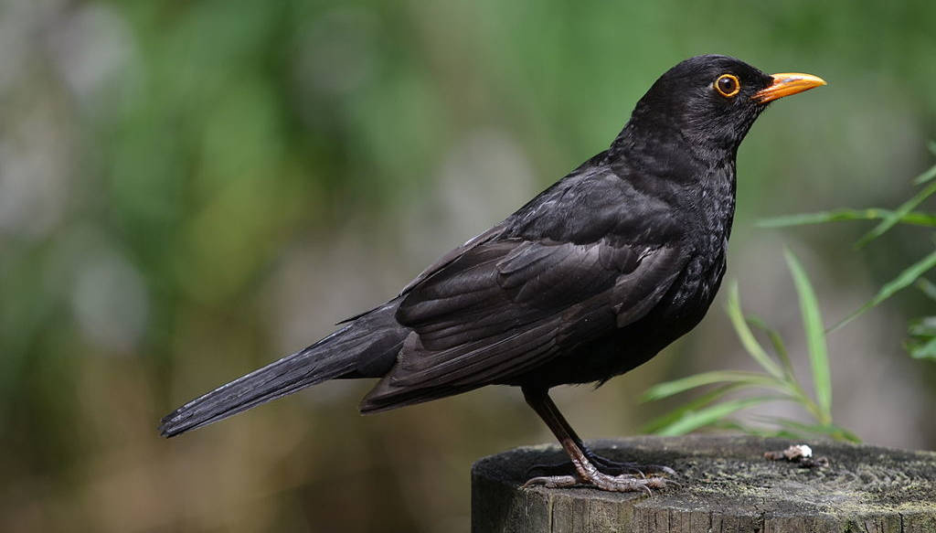 Virus asociat febrei galbene, descoperit pentru prima dată în Scoția