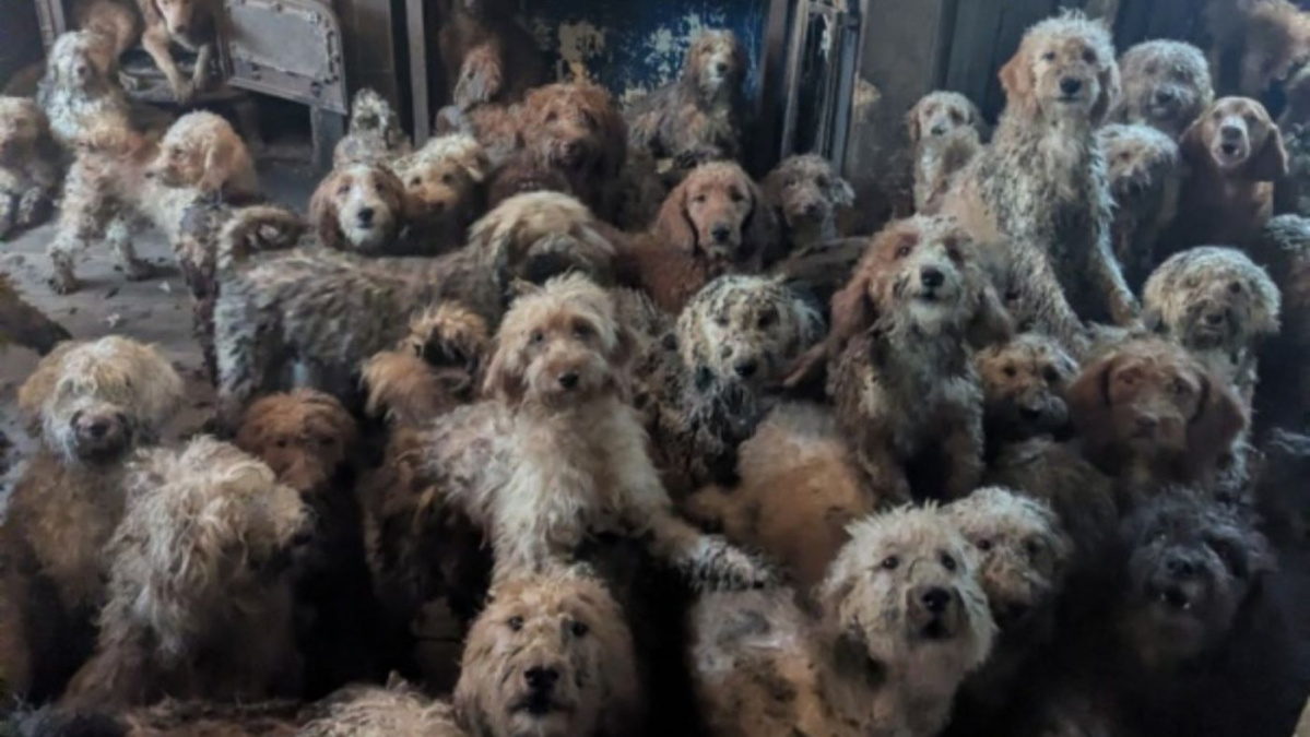 Operațiune dramatică de salvare a 250 de câini în Marea Britanie