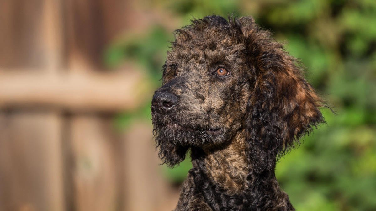 Pericol în parcurile din Londra: „pui toxic”