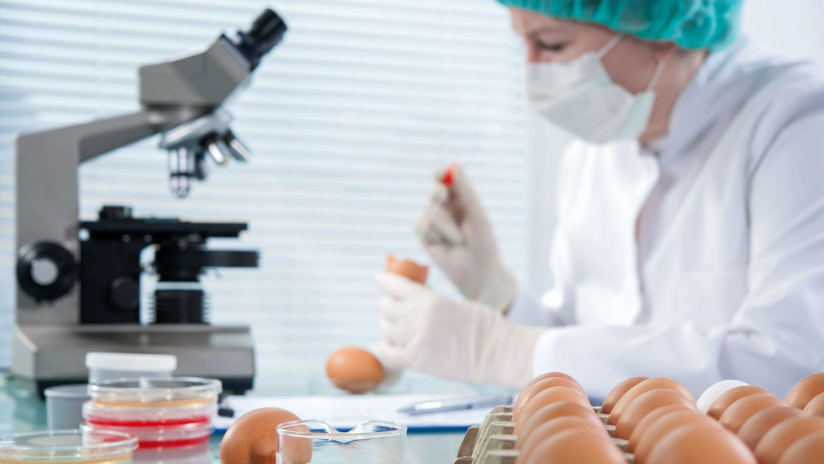 Alertă sanitară în UK! Focar de salmonella cu sute de victime